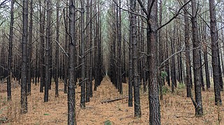 Pine trees in Waldo can be seen undisturbed following the 2023 tornado. (Joshua Turner / Banner-News)